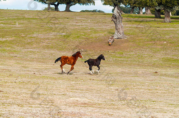 一匹棕色的马和一匹黑色的小马在萨拉曼卡（西班牙）的德赫萨奔驰。生态畜牧概念。