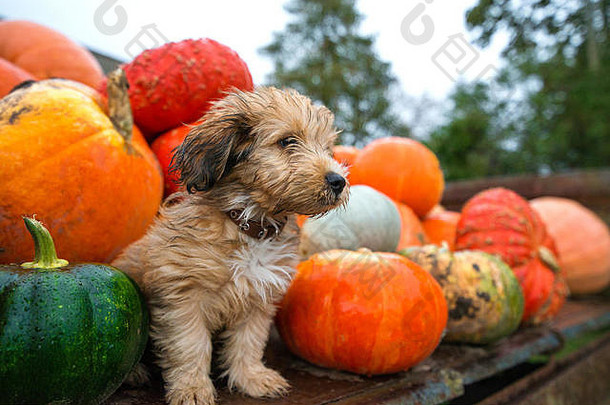 南瓜收获秋天秋天可爱的湿小狗坐着预告片守卫南瓜雨风暴坏天气美丽的色彩斑斓的