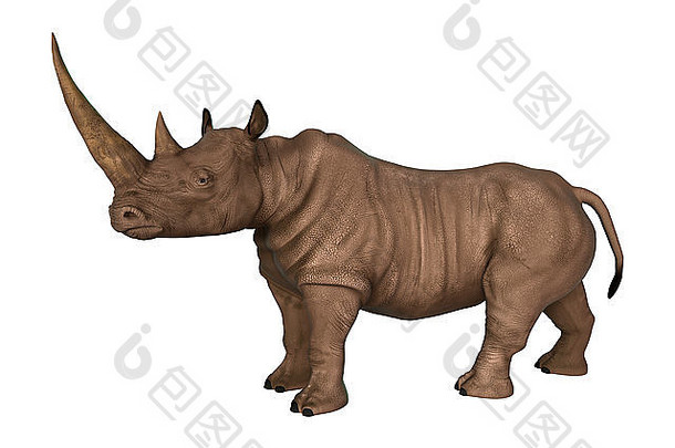 隔离在白色背景上的野生犀牛的3D数字渲染