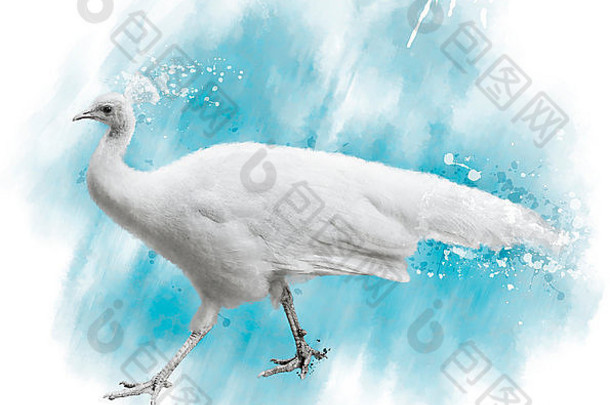 白孔雀水彩数码画