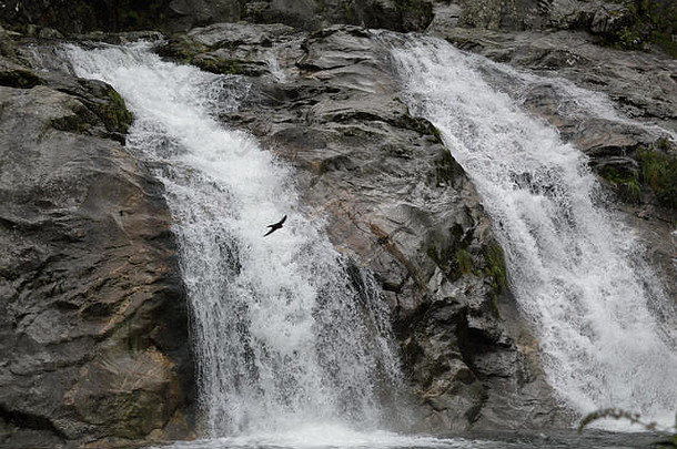 意大利维格佐山谷马莱斯科的洛阿纳急流瀑布位于松树、冷杉和其他绿树环绕的岩石上