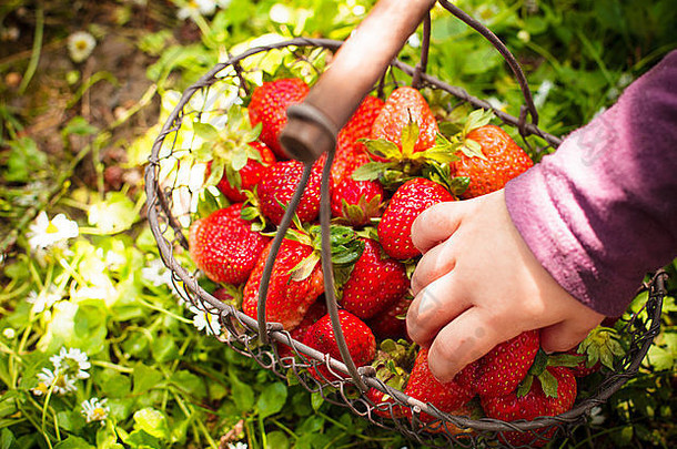 新鲜的农场草莓放在草地上的篮子里和孩子的手上