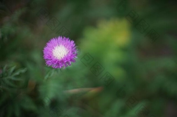 野生紫色的花生长夏天花园艺术软焦点模糊绿色草