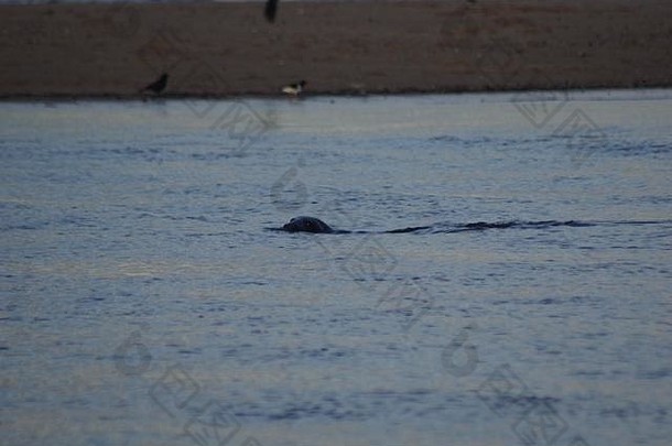 海豹在涨潮时向东河上游游动。英国阿伯丁顿茅斯地方自然保护区。2018年春天。