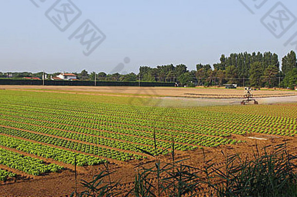 垂直排列的绿色和新鲜沙拉的自动灌溉系统