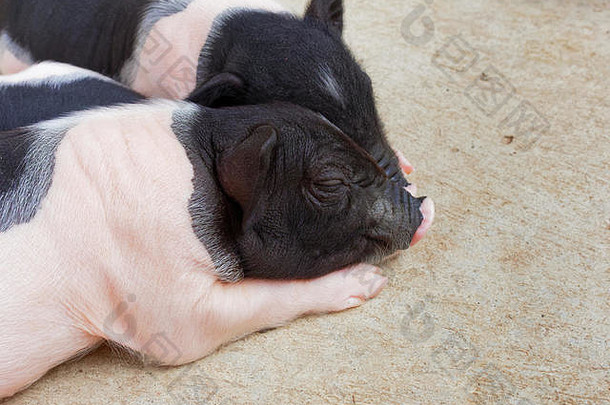 粉色和黑色的新生小猪在农场睡觉和拥抱