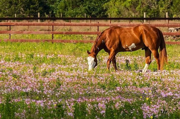 在野花丛生的草地上吃草的马