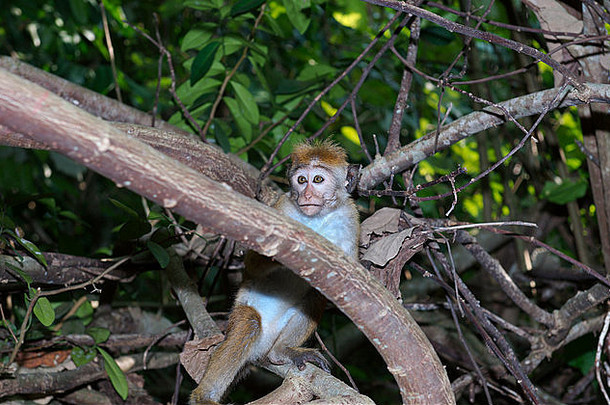 年轻的呜短尾猿猴子。中央研究院流行斯里兰卡斯里兰卡弥留的斯里兰卡斯里兰卡南亚洲