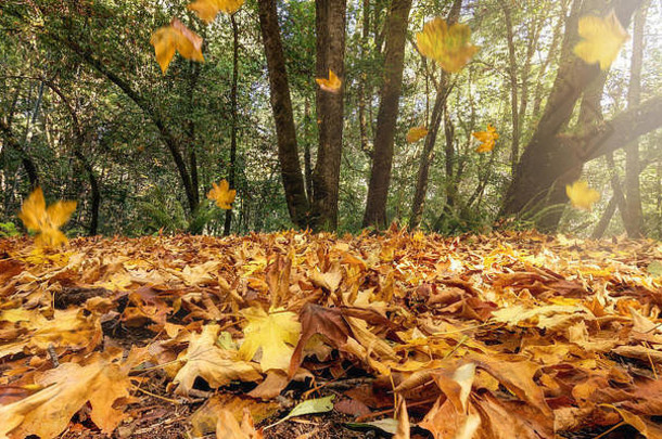 秋天叶子下降树北部加州森林