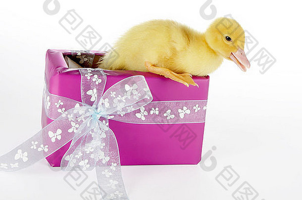4天大的复活节小鸭推出生日礼物