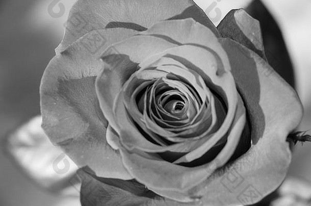 关闭视图玫瑰玫瑰花蕾黑色的白色照片效果