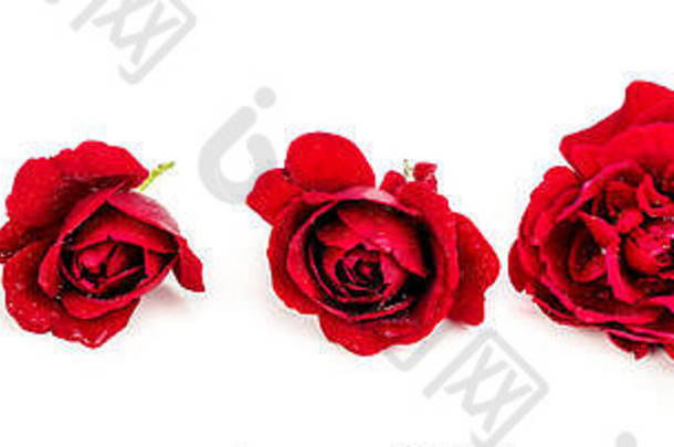 特写镜头大小红色的玫瑰白色背景滴花花瓣