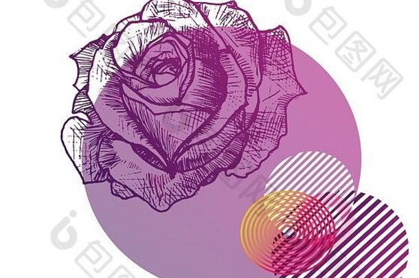 草图紫色的玫瑰纹身几何