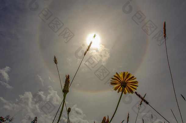 一朵蒲公英花和一些草在早晨的天空中被太阳光晕捕捉。摄于哥伦比亚中部的安第斯山脉。