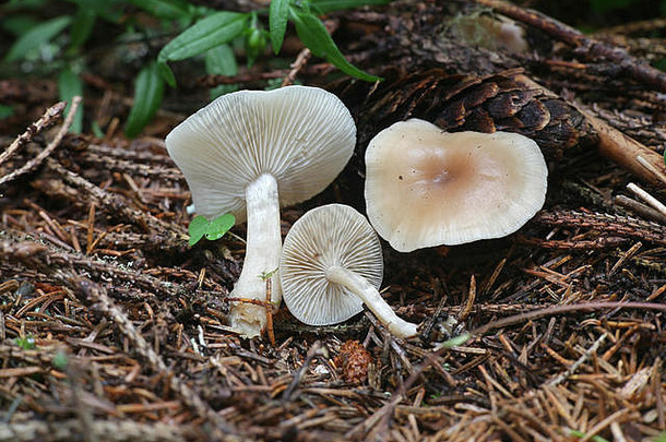 Clitocybe fragrans，被称为芳香漏斗，来自芬兰的野生蘑菇