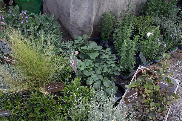 收集芳香植物，如罗勒、<strong>山艾树</strong>、百里香、韭菜和迷迭香，放在花盆和篮子中，室外花园