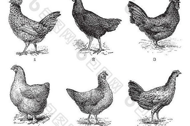 母鸡，1。后丹鸡。2.射箭。3.鸡腿肉。4.科钦鸡。5.多金母鸡。6.布雷斯鸡，复古雕刻插图。词汇和事物词典-拉里夫和弗勒里-1895年。