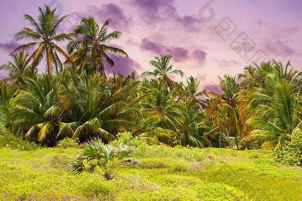 热带森林中，海滩上的棕榈树以棕榈树为背景