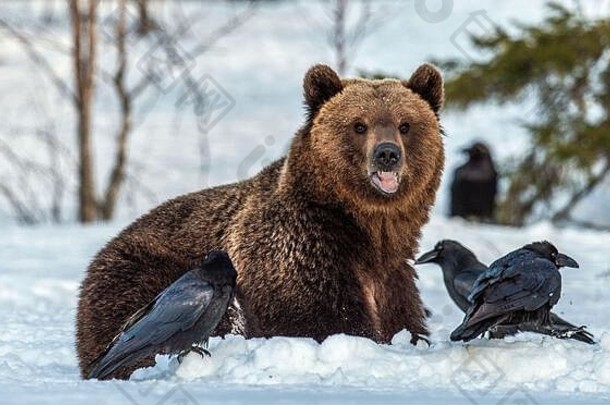 冬日森林里，棕熊和乌鸦在白雪覆盖的沼泽地上。日落之光。欧亚棕熊，学名：熊。天然氢