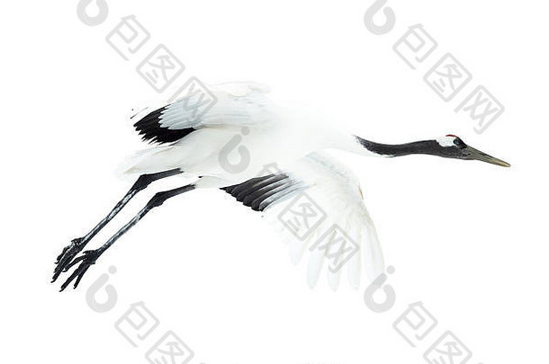 起重机的飞行。白色的隔离带。丹顶鹤。学名：日本鹤，又称日本鹤或满洲鹤，是一种大型鸟类