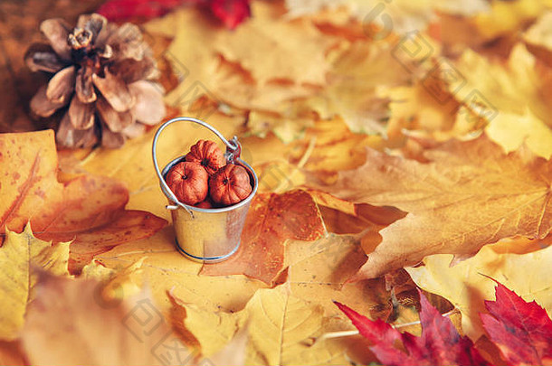 美丽的特写镜头，五颜六色的黄红色干燥秋季枫叶，装着南瓜荚和松果的桶，秋天的季节，卡片wallpap