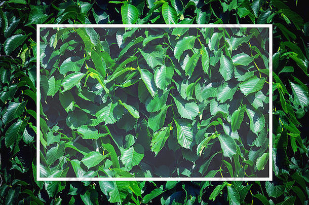 绿色叶子与白色边框的创意布局。带有空白的白色框架，用于将文本放置在中心。平铺。自然背景