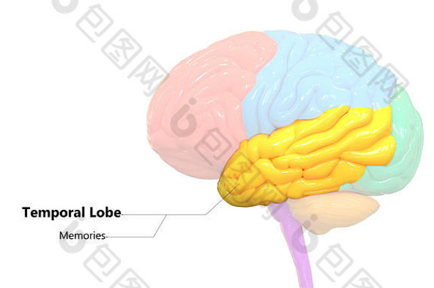 人神经系统中枢器官脑叶解剖