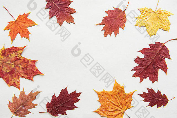 秋天作文框架使棉花花干叶子白色背景秋天秋天概念平躺前视图复制空间