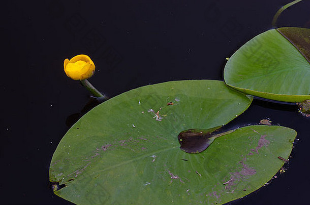 深色水面上黄色睡莲的花和叶