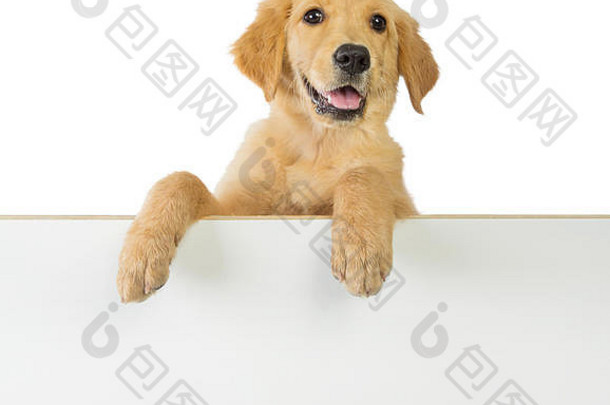 金色的猎犬抓着白色的白板