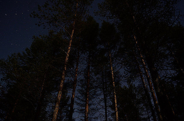 黑暗冬季森林