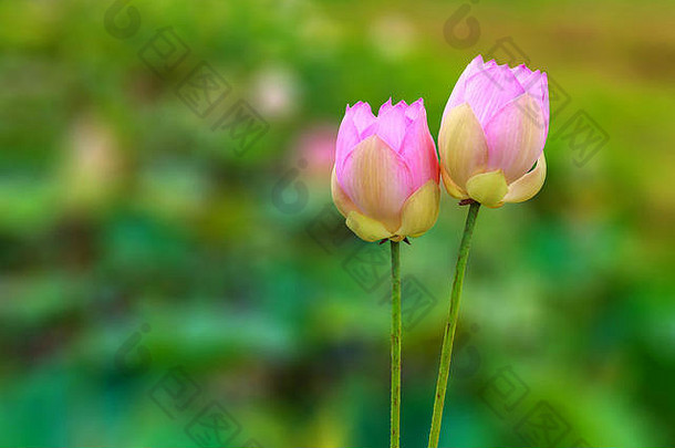 亚洲春天，一对莲花在平静祥和的自然热带池塘中绽放。