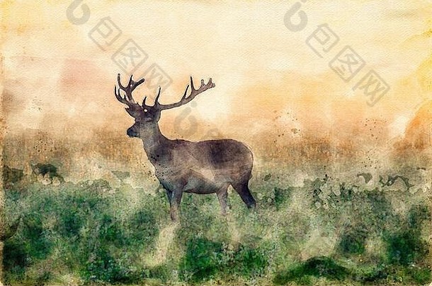 水彩绘画阉割过的雄鹿鹿鹿角站风景优美的自然