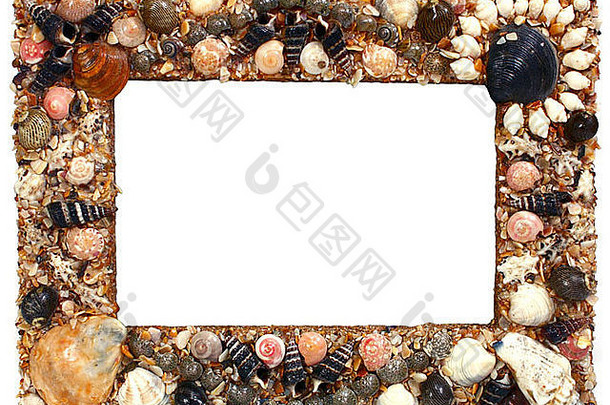 框架照片海洋蛤壳孤立的白色背景