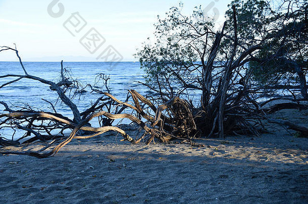 哥斯达黎加瓜纳卡斯特海<strong>滩</strong>上黑沙和干<strong>枯树</strong>木上的阴影和光线