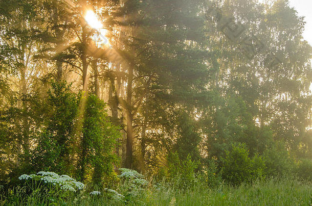 夏日森林里的浓雾。清晨浓雾笼罩在池塘边的森林里。夏日浓雾中的晨景。早上有浓雾。伯爵
