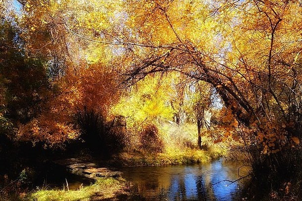 金黄的叶子挂在小溪上的树。