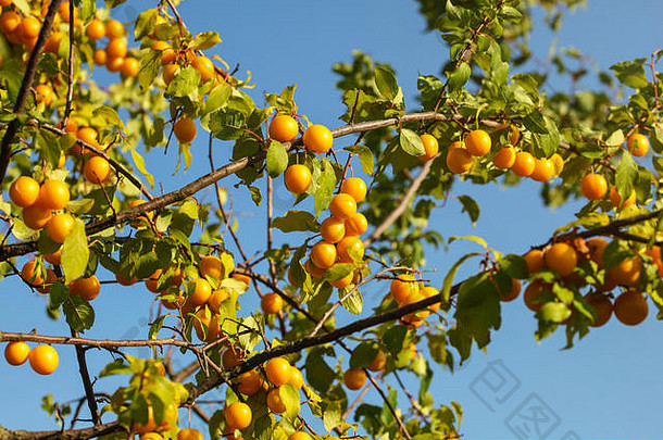 黄色的米拉贝尔李子樱桃修剪树分支机构基斯下午太阳