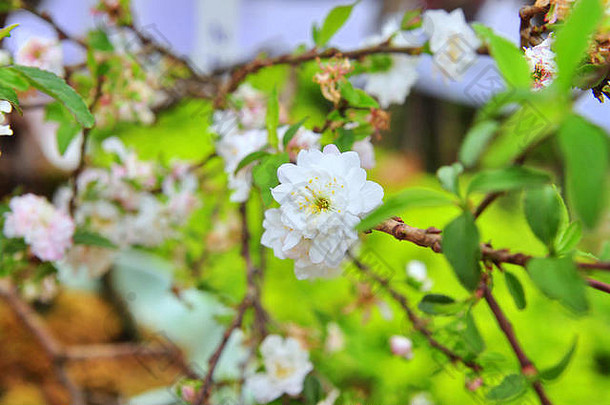 白杏在春天开花