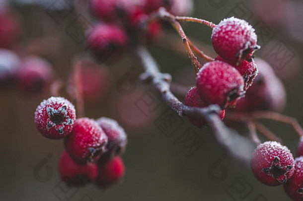 冬天未来爱尔兰Rime红色的浆果发现了卡斯尔敦公园celbridge县基尔代尔爱尔兰