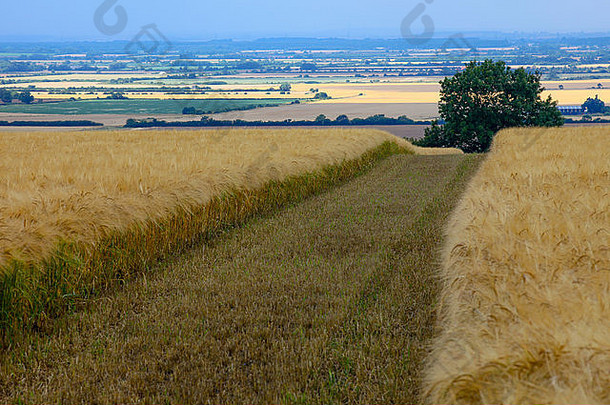 作物小麦大麦准备好了收获8月金棕色（的）颜色收获跟踪蓝色的天空作物收获