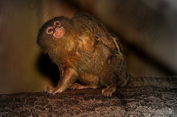 南美洲侏儒狨猴（侏儒夜蛾）用抓挠来止痒