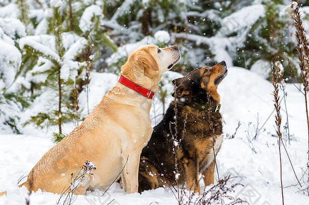 黄色的狗褐黑色狗坐着在户外雪森林冬<strong>天降</strong>雪狗下<strong>降</strong>雪