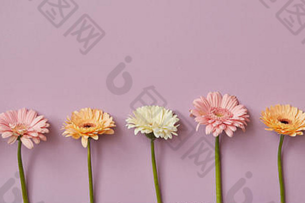 粉色纸背景上新鲜芳香的非洲菊的春季构图