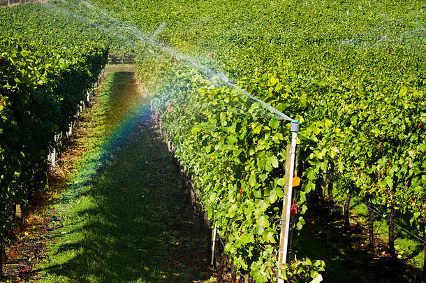 灌溉洒水装置黑比诺黑色葡萄园位于欧垦那根谷彭蒂克顿英国哥伦比亚加拿大