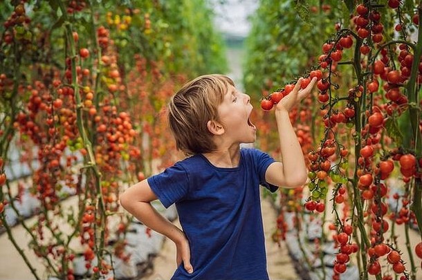 在温室里，可爱的小男孩手里拿着收获的新鲜西红柿，面带微笑。红西红柿孩子的画像
