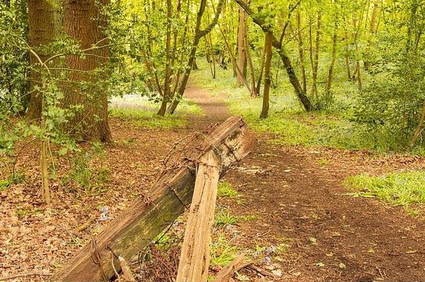 运动路径穿越萨里林地春天，树叶回归，象征着更新和再生，萨里，英格兰，英国，欧洲