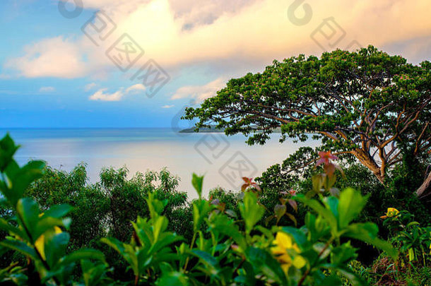 斐济岛上美丽的风景。摄于傍晚，大西洋上空有暖色云层。黄色的花，绿色的灌木。