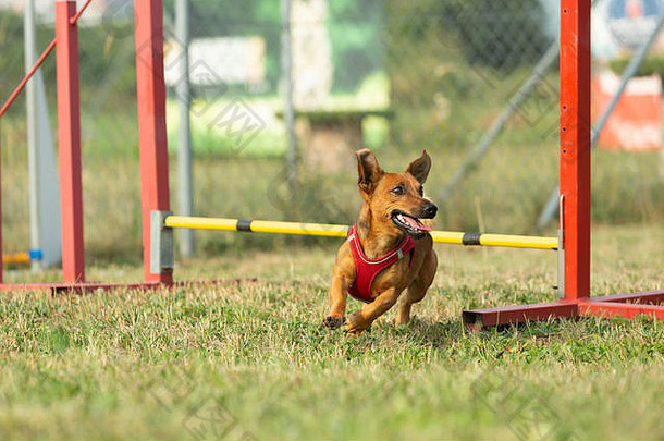 一只年轻的棕色混血狗在敏捷训练中学会了跨越障碍。年龄<strong>将近</strong>2岁。