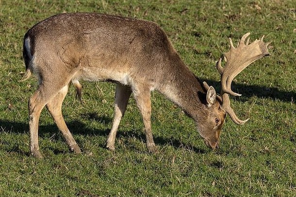 休耕鹿是一种雄鹿，鹿角宽而扁平，尖端尖。被毛颜色从为公园选择的淡斑点到深棕色不等